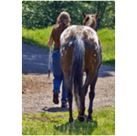 A horse walking away from the camera