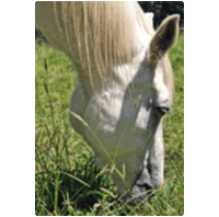 Close-up of a horse grazing
